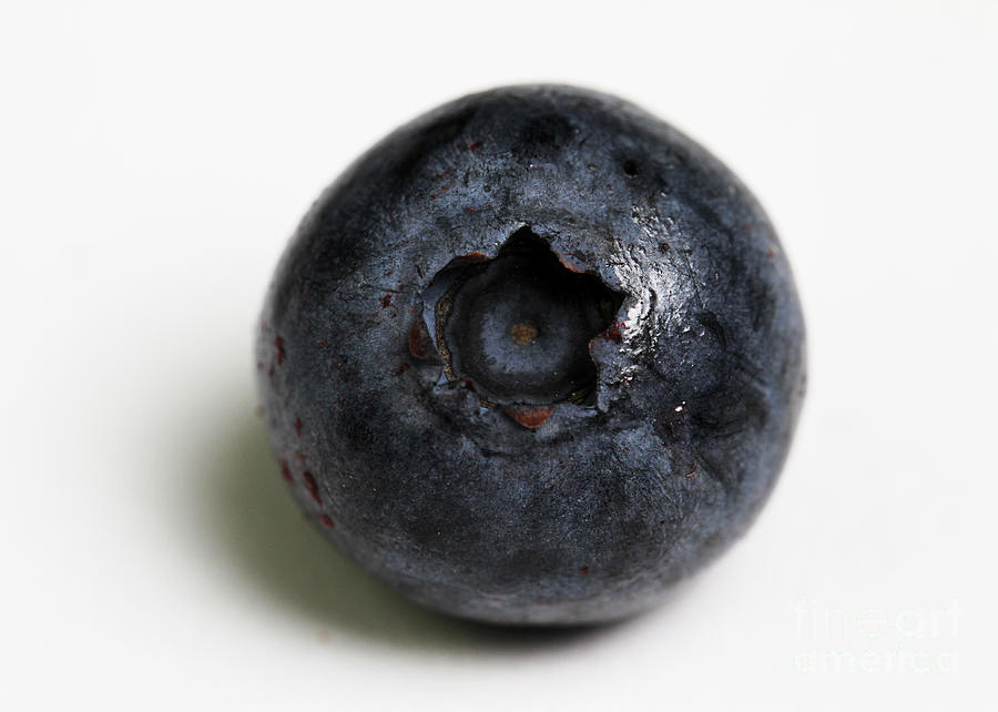 A Single Blueberry Photograph by Photo Researchers, Inc.