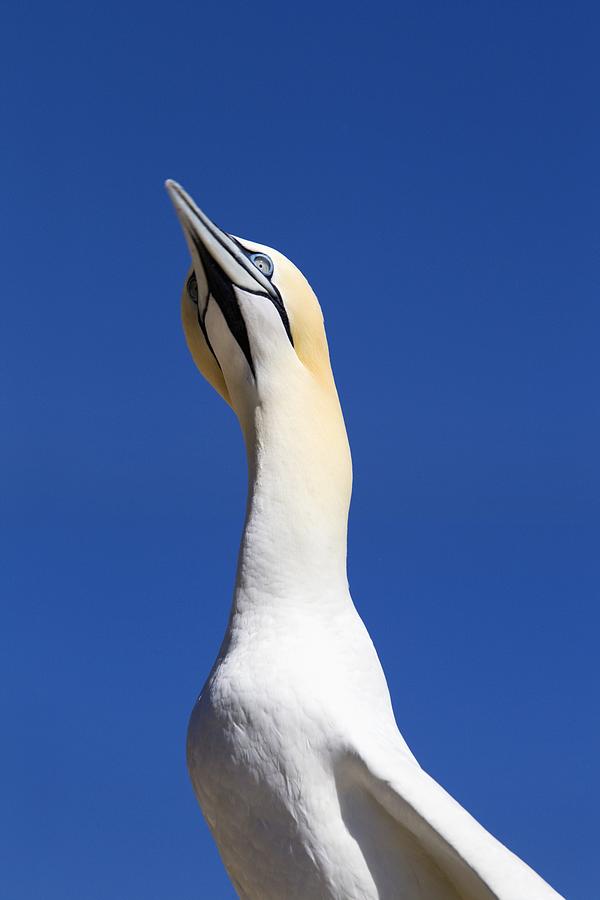 Feather Photograph - A Single Gannet Searches The Sky For by Richard Wear
