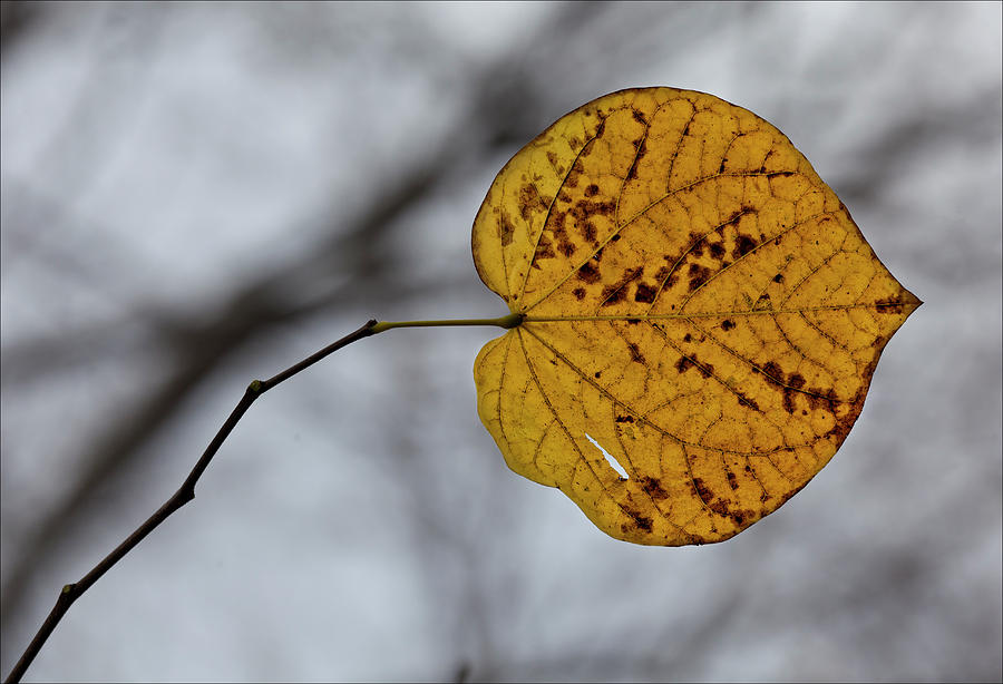 A Single Leaf Photograph by Robert Ullmann