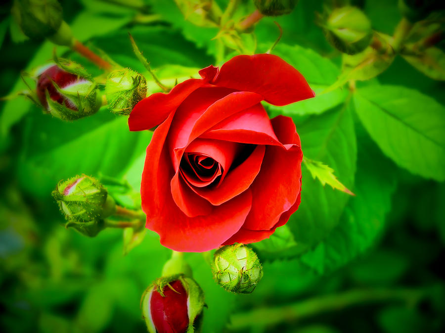 Rose Photograph - A Single Red Rose Blooming by Chantal PhotoPix