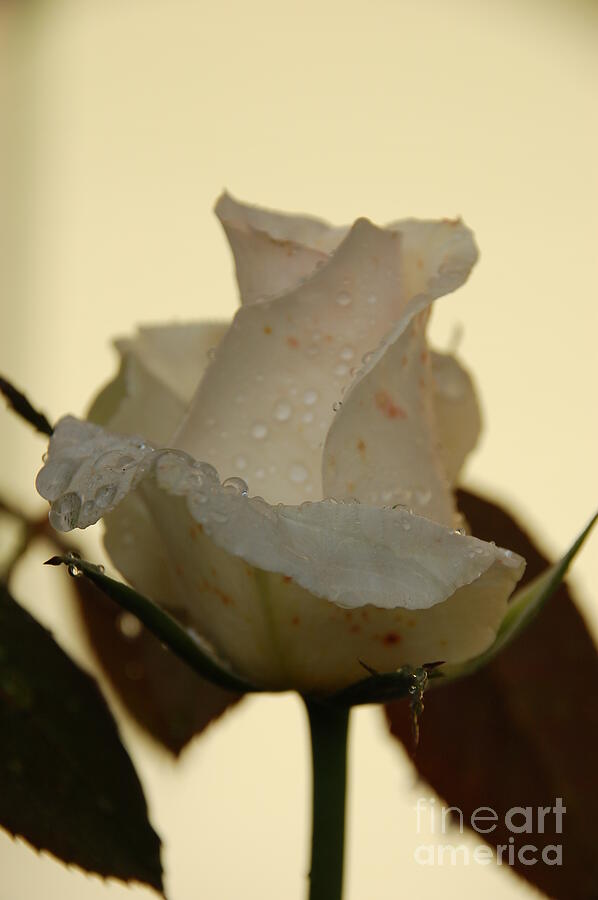 A Single White Rose Photograph by Randy J Heath