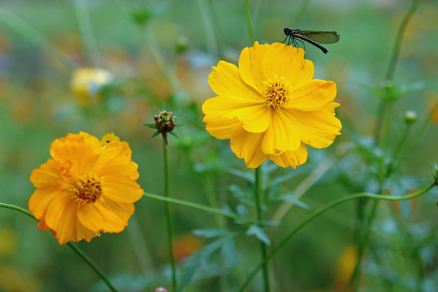 Sunflower Photograph - A small dragon fly sitting on a yellow flower by Ashish Agarwal