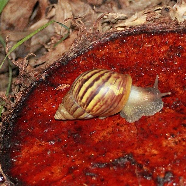 Nature Photograph - A Snail Feeding On A Cut Banana Log by Ahmed Oujan