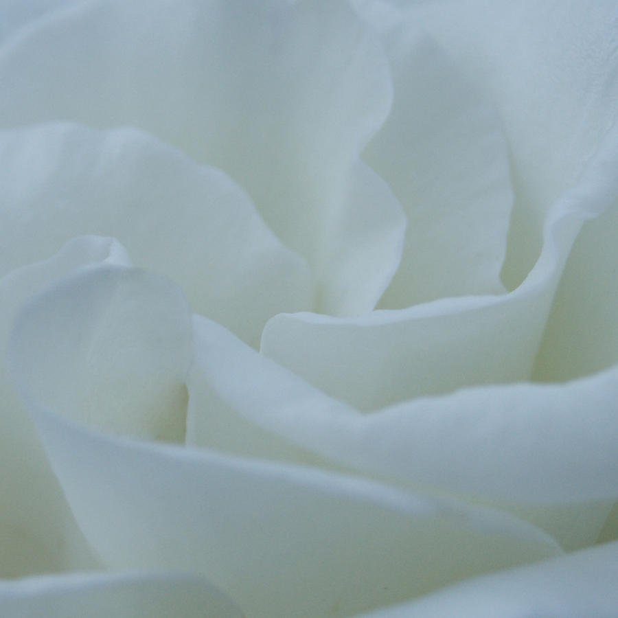 White Rose Photograph - A Soft Embrace by Jen Baptist