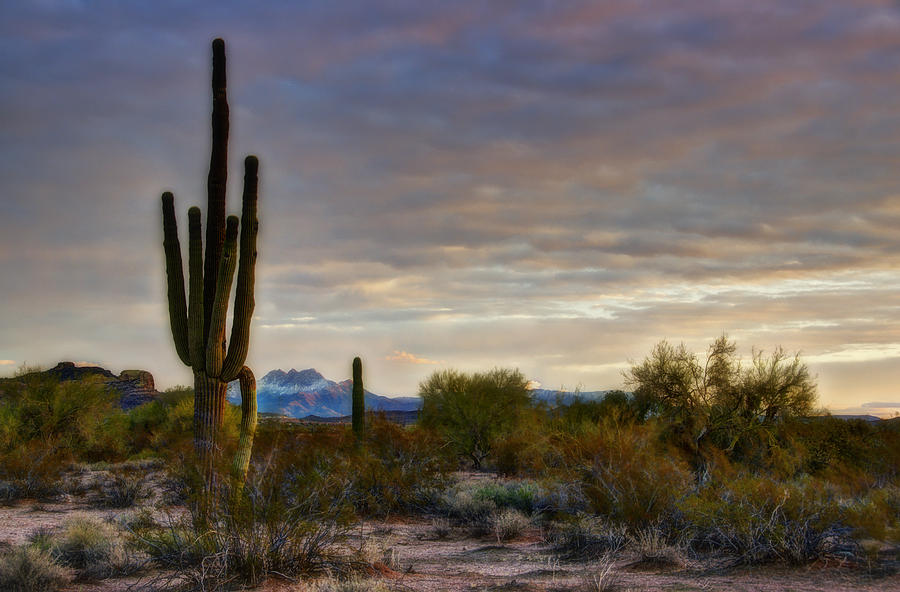 A Sonoran Desert Morning Photograph by Saija Lehtonen - Fine Art America