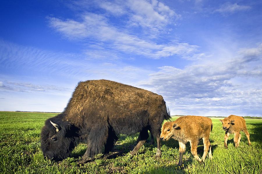 Bison Photograph - A Sow Bison Guides Her Calves On A Walk by Richard Wear