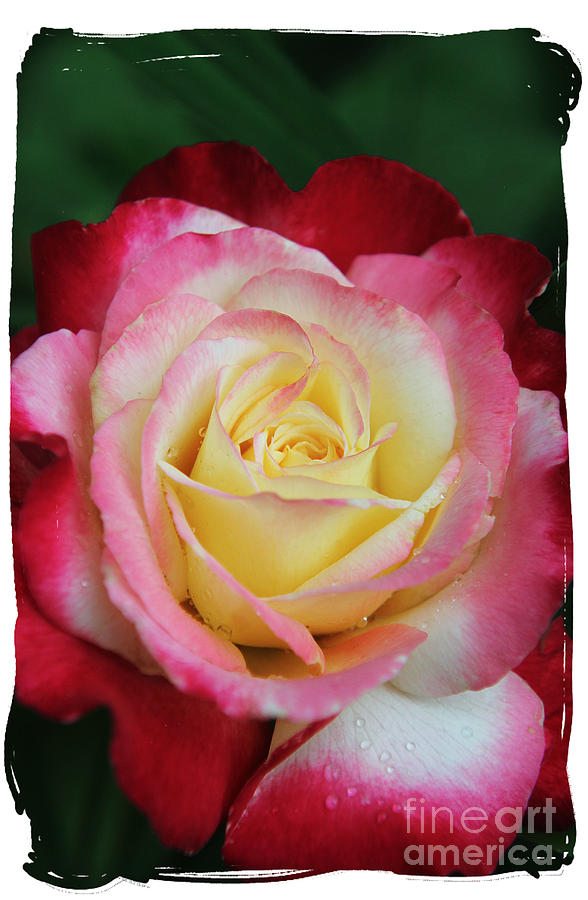 A Special Rose Photograph by Lori Mellen-Pagliaro