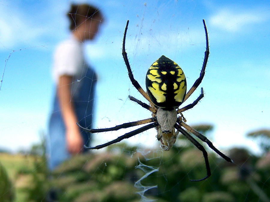 A Spider Beside Her Photograph by Bill Pevlor