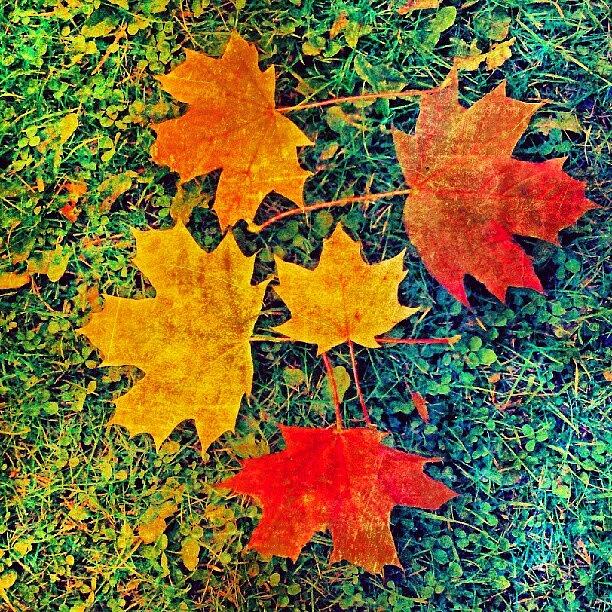 Fall Photograph - A splash Of color by Linandara Linandara