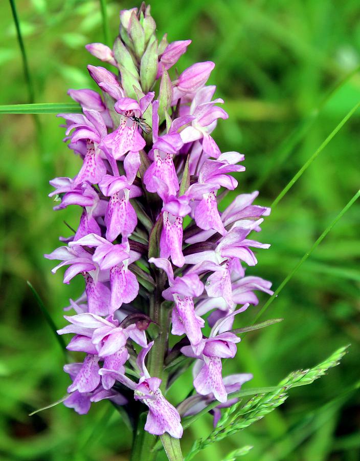 A Splash Of The Heath Orchid Photograph by Shiladitya Sinha - Fine Art ...