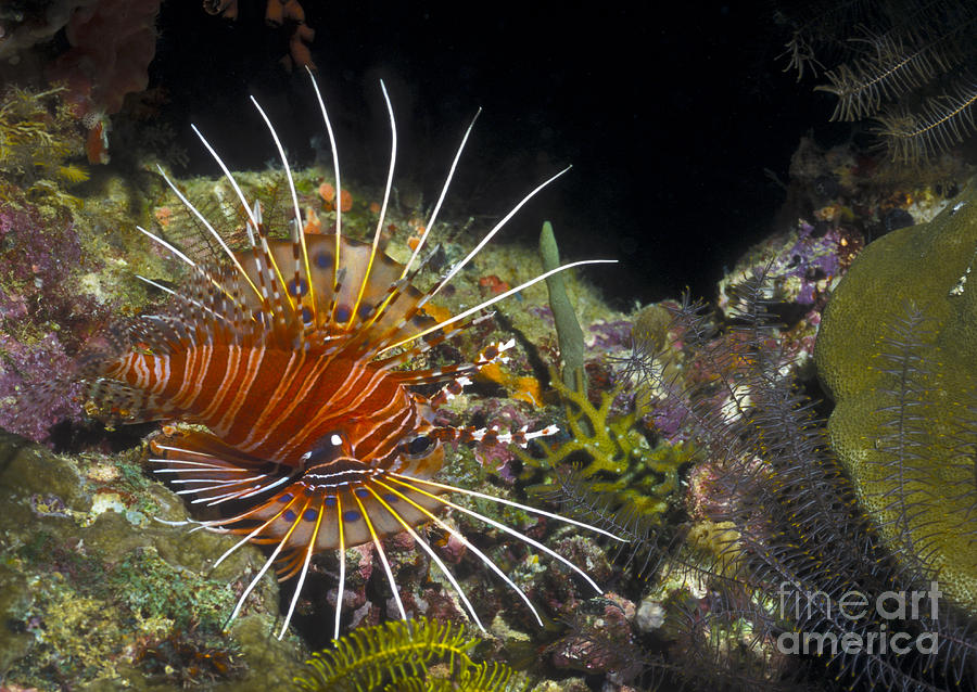 Fish Photograph - A Spotfin Lionfish Flares Its Dorsel by Michael Wood