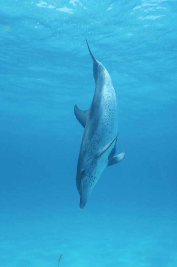 A Spotted Dolphin Does A Nose Dive Photograph by Wolcott Henry