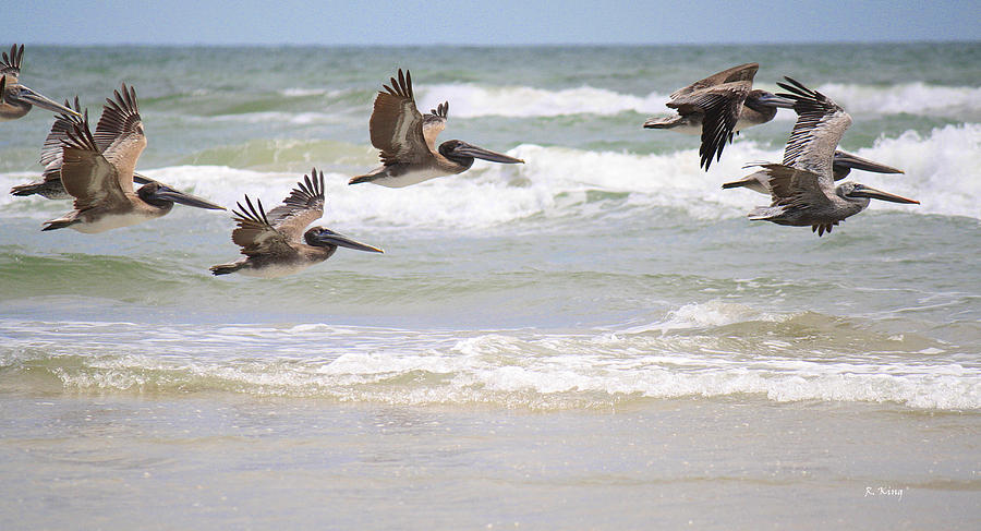 Feather Photograph - A Squadron of Brown Pelicans by Roena King