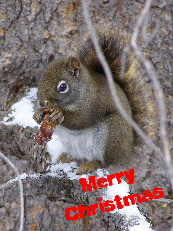 A Squirrel Christmas Photograph by DeeLon Merritt