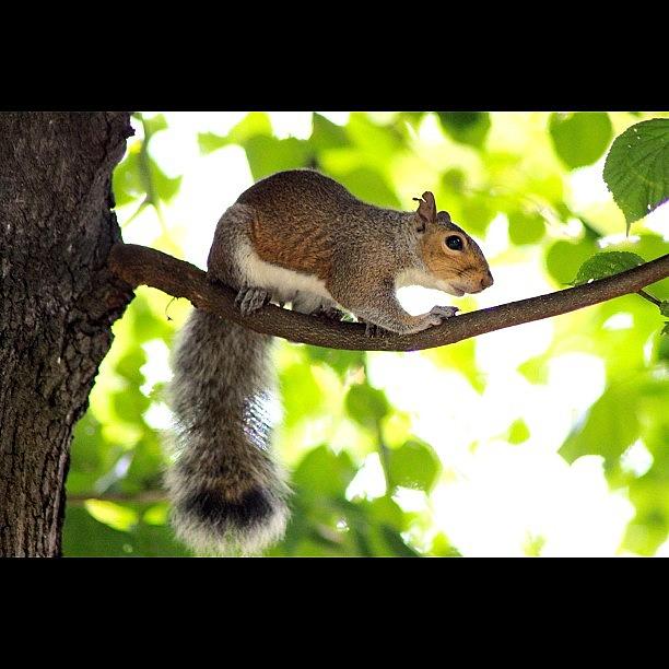 Rose Photograph - A Squirrel On A Branch Looking At The by Ahmed Oujan