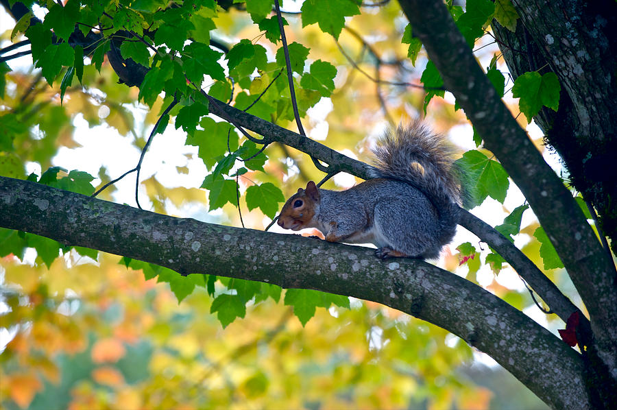 A squirrel on tree branch Photograph by Hisao Mogi