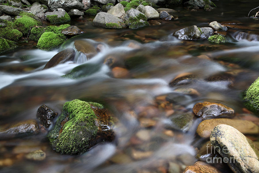 A Stream In Nova Scotia Photograph by Ted Kinsman