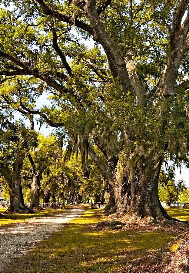 A Stroll Through Time Photograph by Steve Harrington - Fine Art America