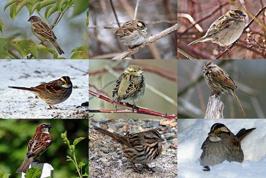 A Study in Sparrows Photograph by Joe Faherty
