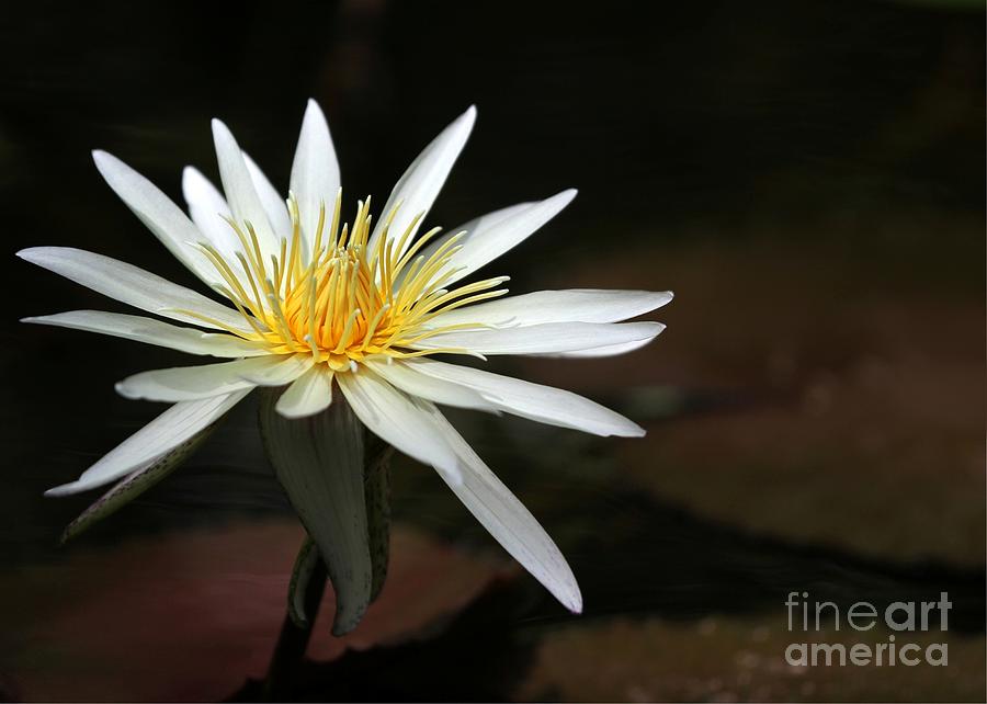 A Stunning White Water Lily Photograph by Sabrina L Ryan