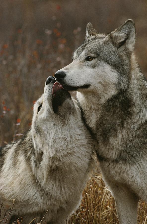 A Submissive Beta Gray Wolf, Canis Photograph by Jim And Jamie Dutcher