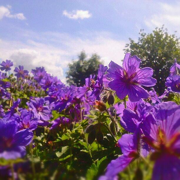 Summer Photograph - A #summer Wish... #flowers #geranium by Linandara Linandara