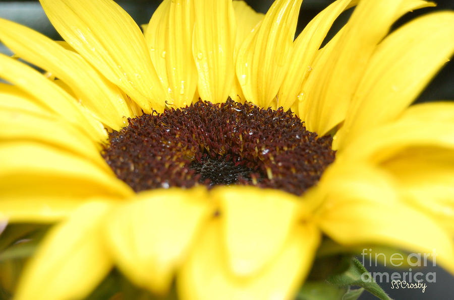 A Sunflower after a Rain Photograph by Susan Stevens Crosby