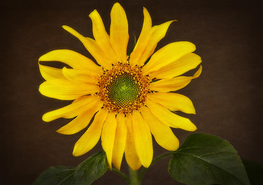 A Sunflower  Photograph by Saija Lehtonen