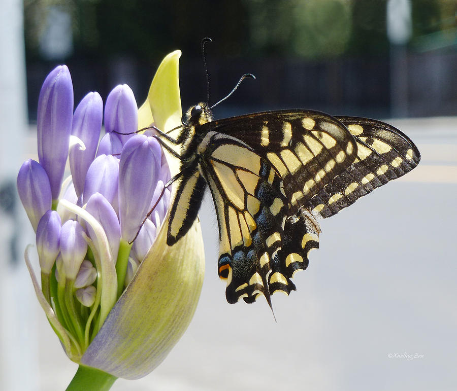 A Swallowtail Butterfly Photograph by Xueling Zou