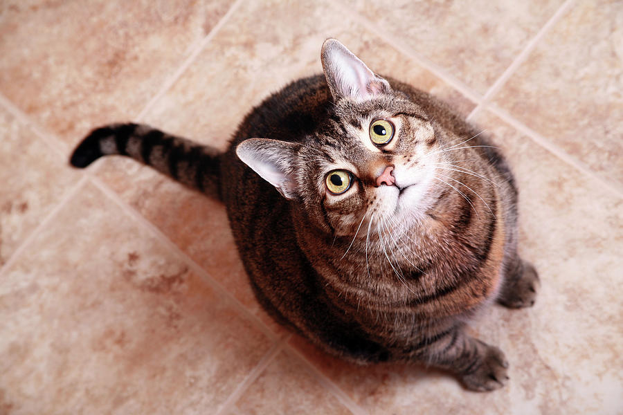 A Tabby Cat Looking Up. Photograph by Sharon Dominick