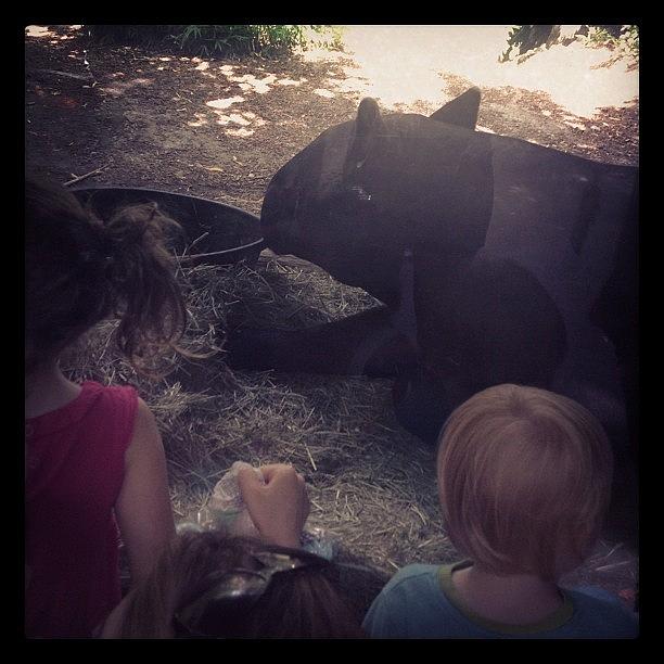 Seattle Photograph - A Tapir Is Mobbed By Adoring Fans by Ashley Brandt