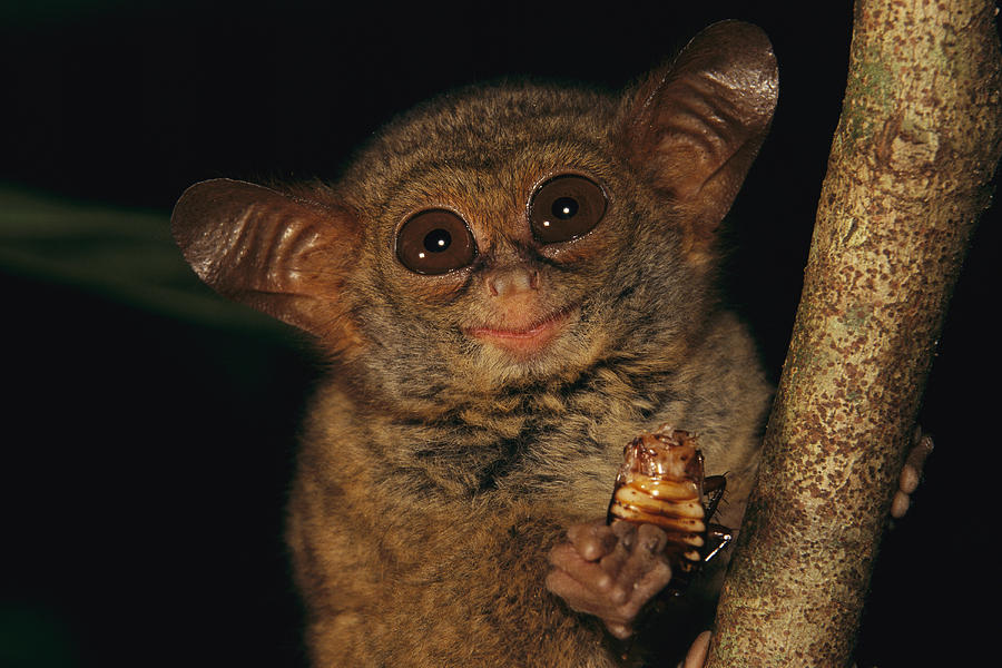 A Tarsier, Tarsius Spectrum, Eating Photograph by Tim Laman