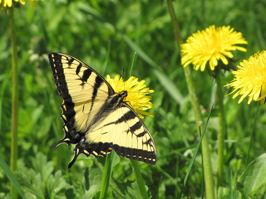 Spring Photograph - A Taste Of May Yellow Butterfly And Dandelions Fournier Quebec Canada by Francois Fournier