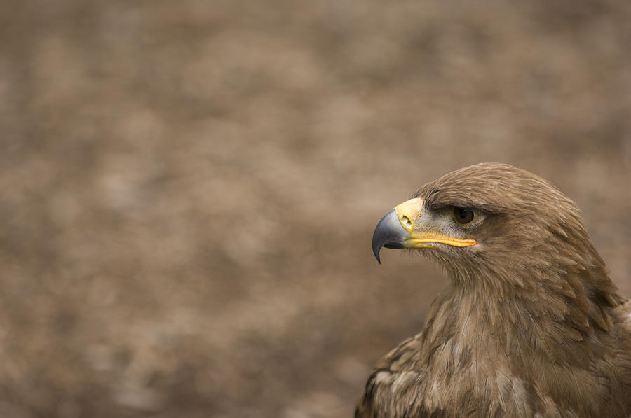 A Tawny Eagle At A Wild Bird Sanctuary Photograph by Joel Sartore