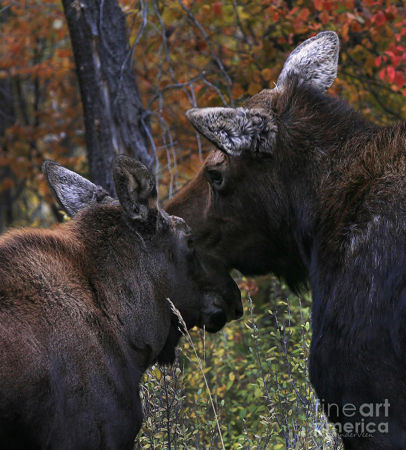 A Tender Moose Moment Photograph by Clare VanderVeen