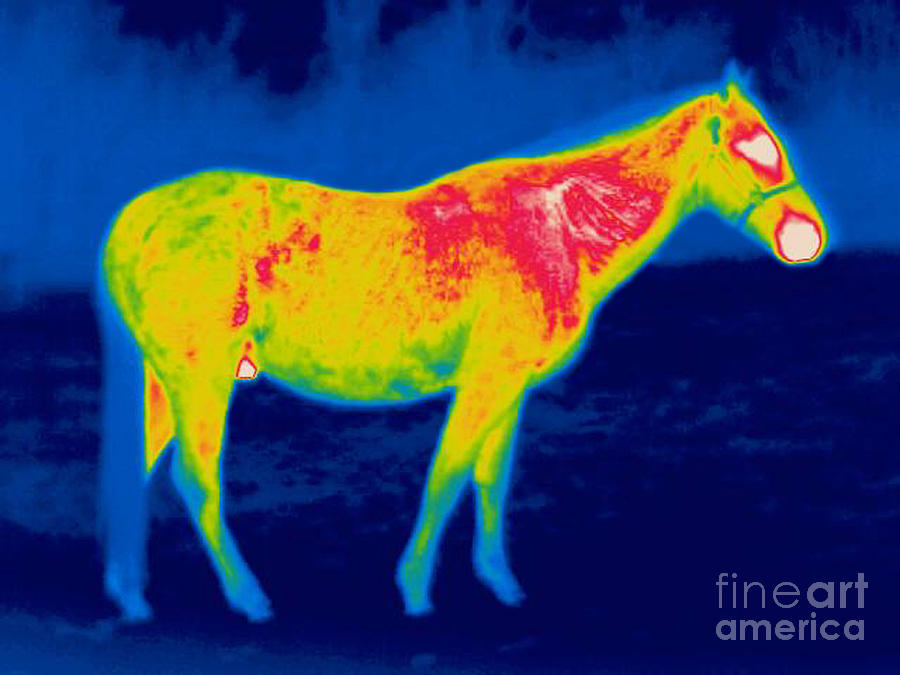 A Thermogram Of A Horse Photograph by Ted Kinsman