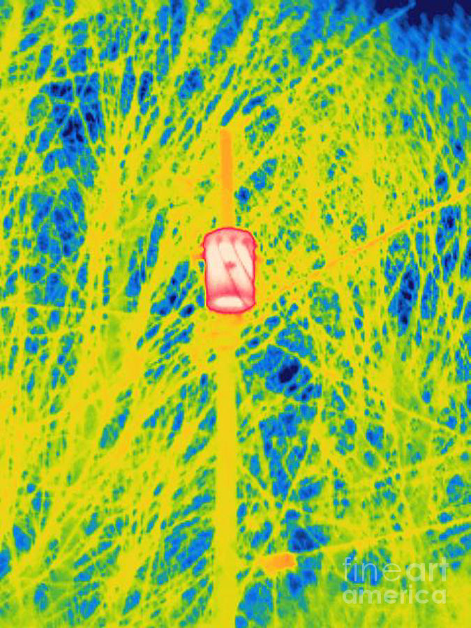 A Thermogram Of A Transformer On A Pole Photograph by Ted Kinsman