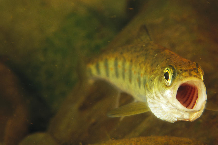 A Three Inch Long Atlantic Salmon Parr Photograph by Paul Nicklen