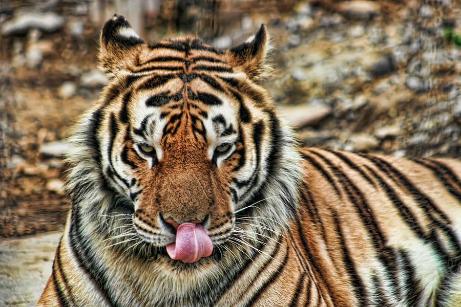 A Tiger And His Tongue Photograph by Scott Wood