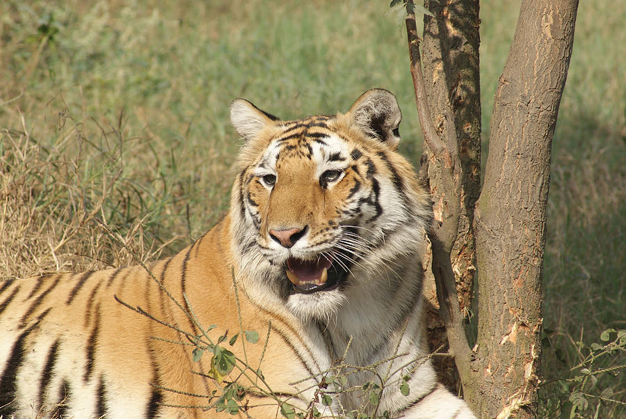 A tiger lying casually but fully alert Photograph by Ashish Agarwal