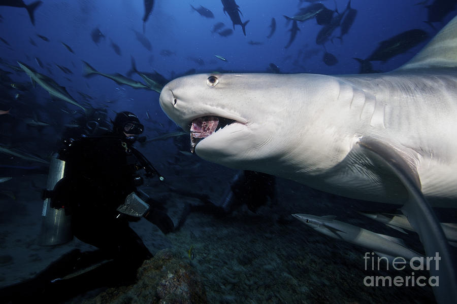 A Tiger Shark Consumes A Large Tuna Photograph by Terry Moore