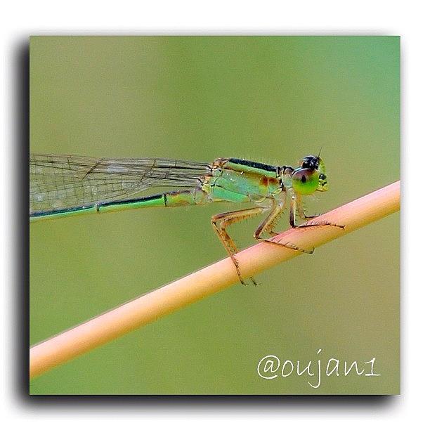 Rose Photograph - A Tiny Dragonfly Hanging To A Stick Of by Ahmed Oujan
