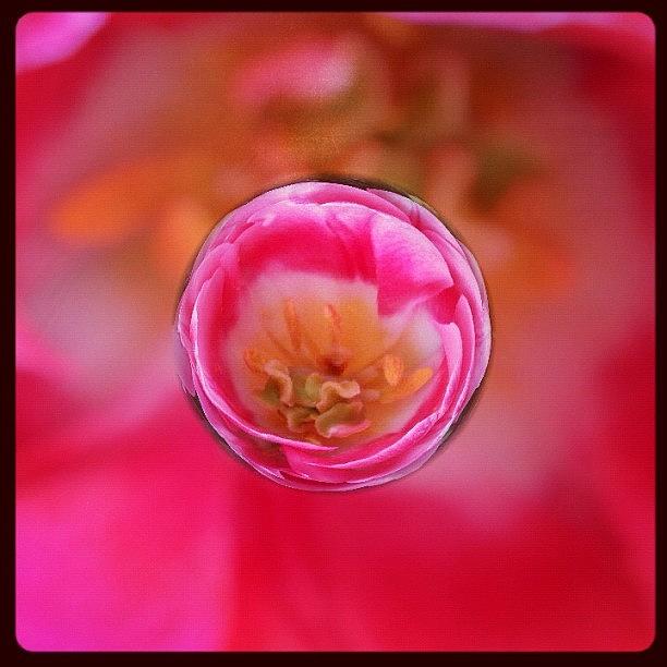 Flower Photograph - A tiny perfect tulip in a marble by Anna Porter