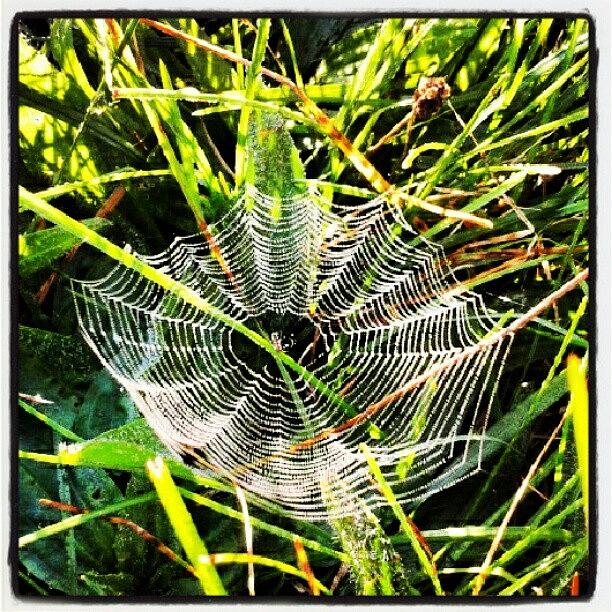 London Photograph - A Tiny Spiderweb Hiding In The Grass by Erica Mason