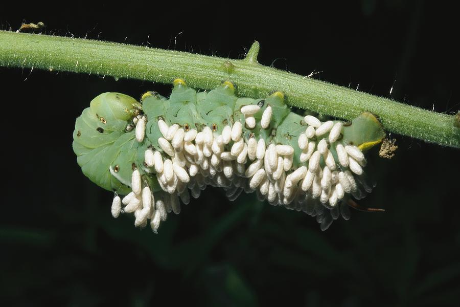 A Tobacco Hornworm Caterpillar Photograph by Brian Gordon Green