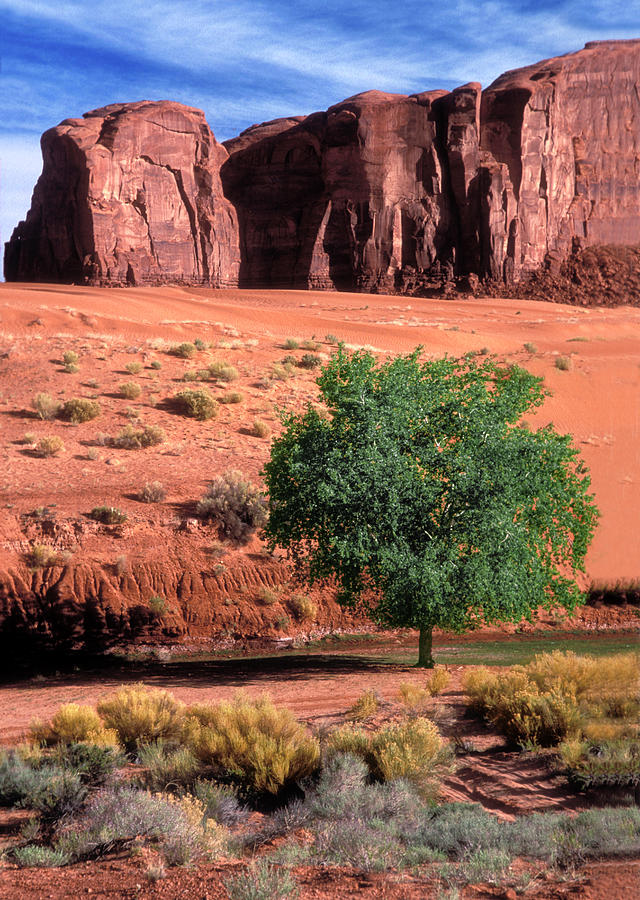 A Touch of Green at Monument Valley Photograph by Dave Mills