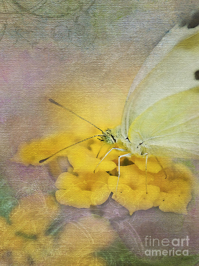 Butterfly Photograph - A Touch of Yellow by Betty LaRue