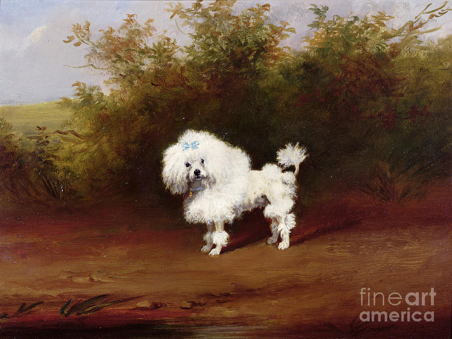 Toy poodle clearance painting