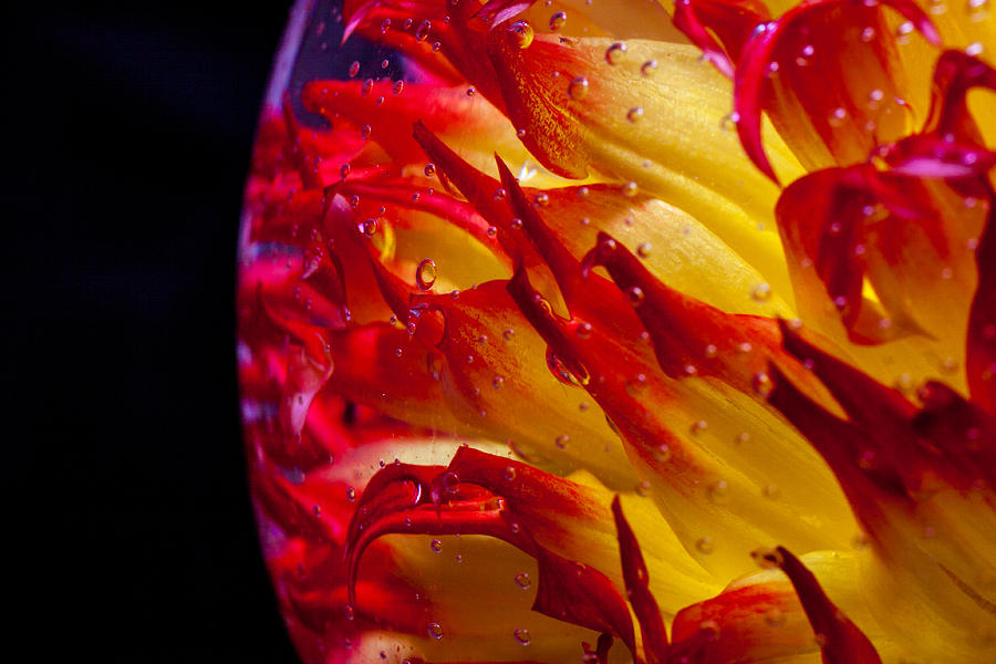 A Trapped Dahlia Photograph by Levin Rodriguez