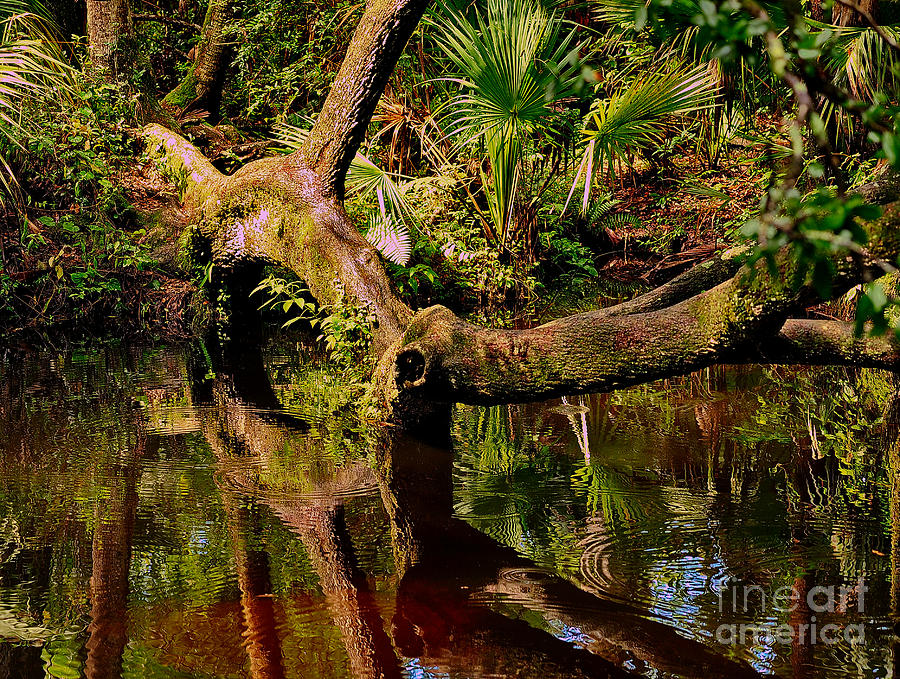 A Tree Bows to a Florida River Photograph by Wayne Nielsen